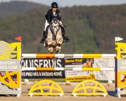 jumper Pass Away (Oldenburg show jumper, 2006, from Larino)