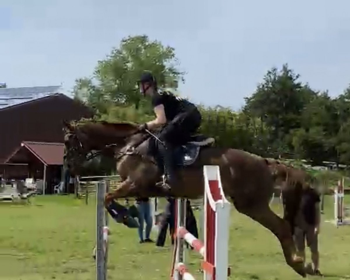 jumper Sammy de Luxe 18 (Hanoverian, 2012, from Stolzenberg)