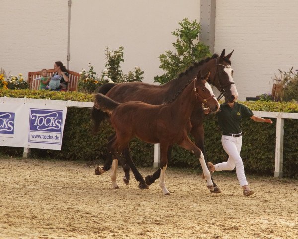 Springpferd Patronus HK (Deutsches Sportpferd, 2022, von Peppermint Blue)