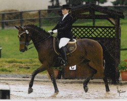 dressage horse Lorenzo 309 (Westphalian, 2003, from Laureus NRW)