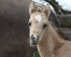 horse Myles (Deutsches Reitpony, 2021, from Centauro's Midas)