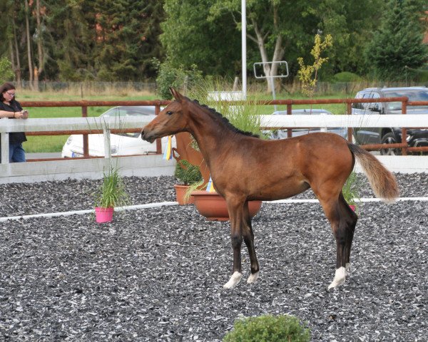 dressage horse Double Out (German Riding Pony, 2022, from Der kleine Earl)