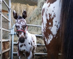 Pferd Reverend Fly (KWPN (Niederländisches Warmblut), 2021, von Just In Time)