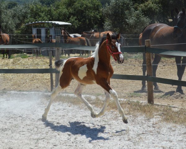 horse Legacy Fly Z (Zangersheide riding horse, 2021, from Limbo)