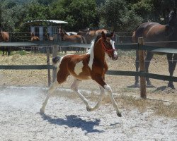 Pferd Legacy Fly Z (Zangersheide Reitpferd, 2021, von Limbo)