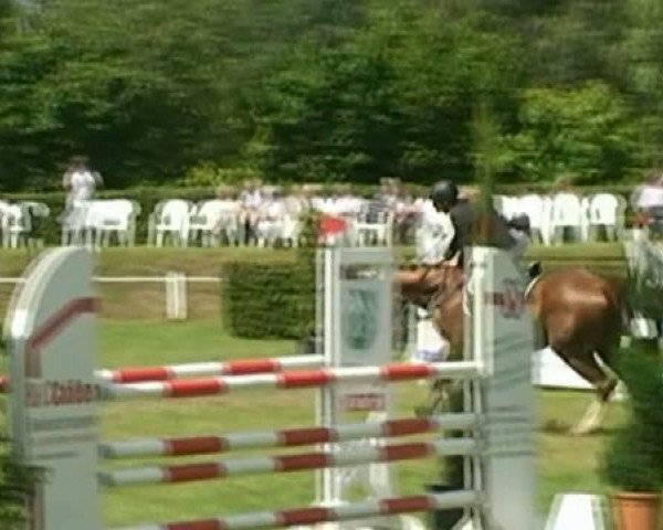 dressage horse D'Allessandro (Oldenburg, 2003, from Drakdream)