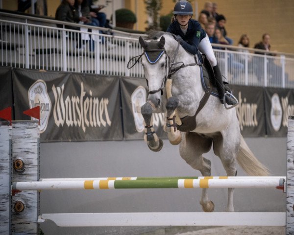 jumper Zirocconos (KWPN (Royal Dutch Sporthorse), 2015, from Zirocco Blue)