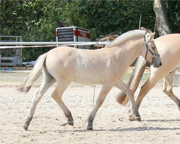 Pferd Rumo (Fjordpferd, 2022, von Ragnar)