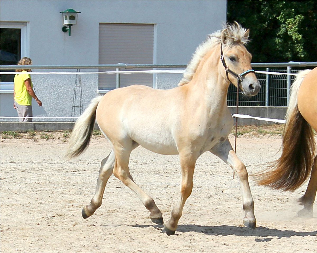 horse Django Unchained (Fjord Horse, 2022, from Diamant Halsnæs)