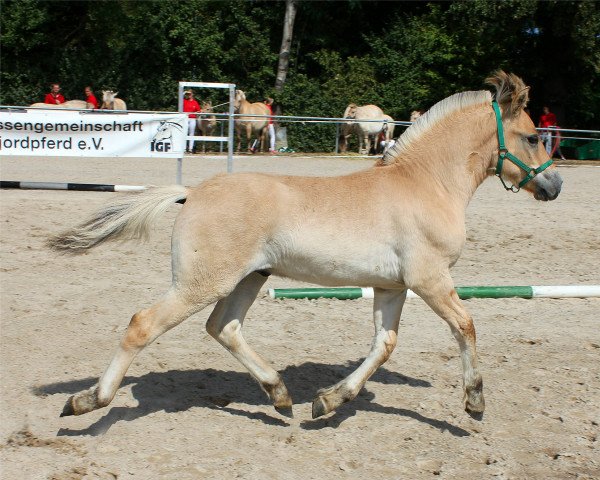 Pferd Davos (Fjordpferd, 2022, von Damar)