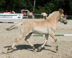 horse Davos (Fjord Horse, 2022, from Damar)