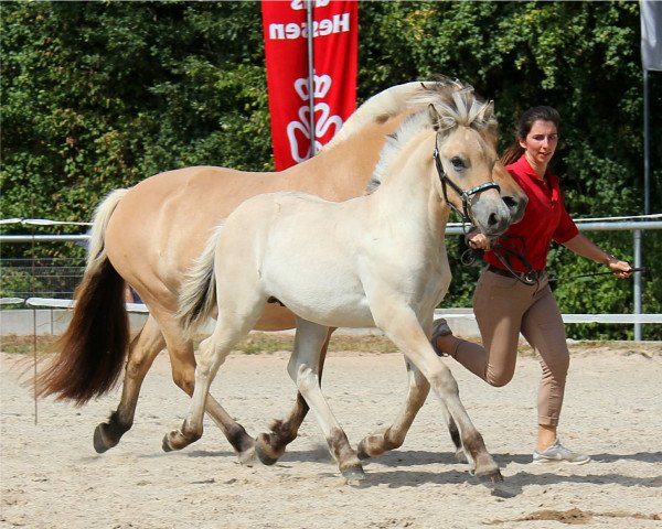 Pferd Schmucker (Fjordpferd, 2022, von Fjordbækken’s Sidan)