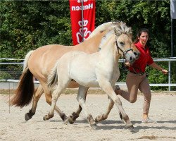 horse Schmucker (Fjord Horse, 2022, from Fjordbækken’s Sidan)