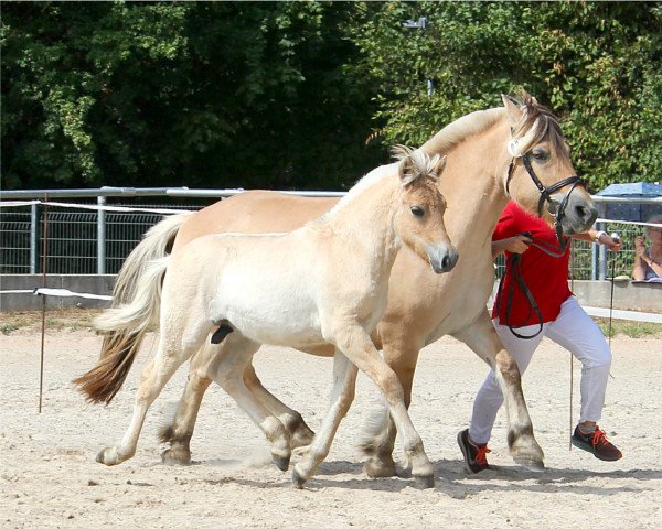 horse Viano (Fjord Horse, 2022, from Vinnebo)