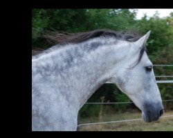 dressage horse Avanto (Pura Raza Espanola (PRE), 2004, from Belicoso II)