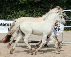 horse Skorlan (Fjord Horse, 2022, from Fjordbækken’s Sidan)