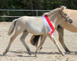 horse Djarne (Fjord Horse, 2022, from Diamant Halsnæs)