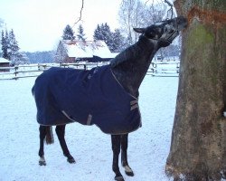 dressage horse Dorfprinz (Hanoverian, 2007, from Dauphin)