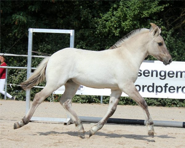 horse Masou (Fjord Horse, 2022, from Marlon)