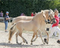 Pferd Iakovo (Fjordpferd, 2022, von Ilmar)