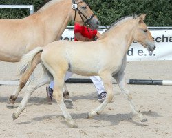 dressage horse Klaas FM (Fjord Horse, 2022, from Kalino)