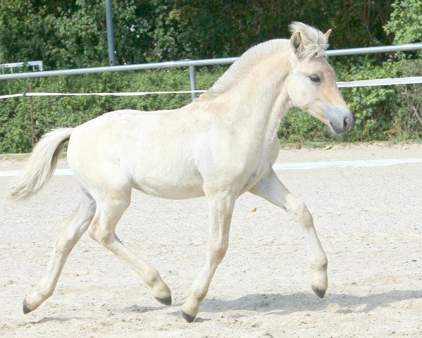 horse Vinz (Fjord Horse, 2022, from Vacceur)