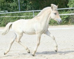 horse Vinz (Fjord Horse, 2022, from Vacceur)