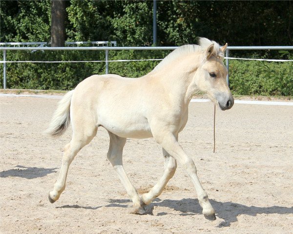 horse Bordi Fjellhorn (Fjord Horse, 2022, from Bolseten N.2825)