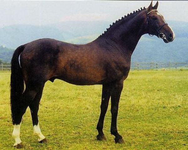 stallion Coriolan (Holsteiner, 1978, from Calypso II)