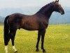 Pferd Coriolan (Holsteiner, 1978, von Calypso II)
