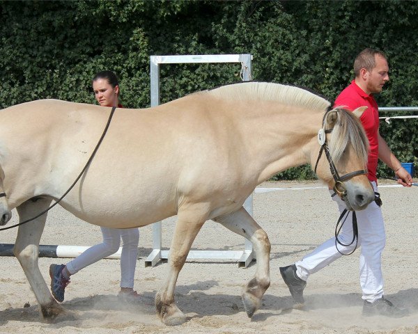 broodmare Lyria (Fjord Horse, 2015, from Damar)