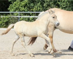 horse Daegal (Fjord Horse, 2022, from Diamant Halsnæs)