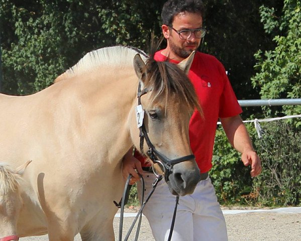 broodmare Lia (Fjord Horse, 2018, from Golf Gudenå)