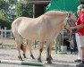 broodmare Jenna (Fjord Horse, 2005, from Dylan)