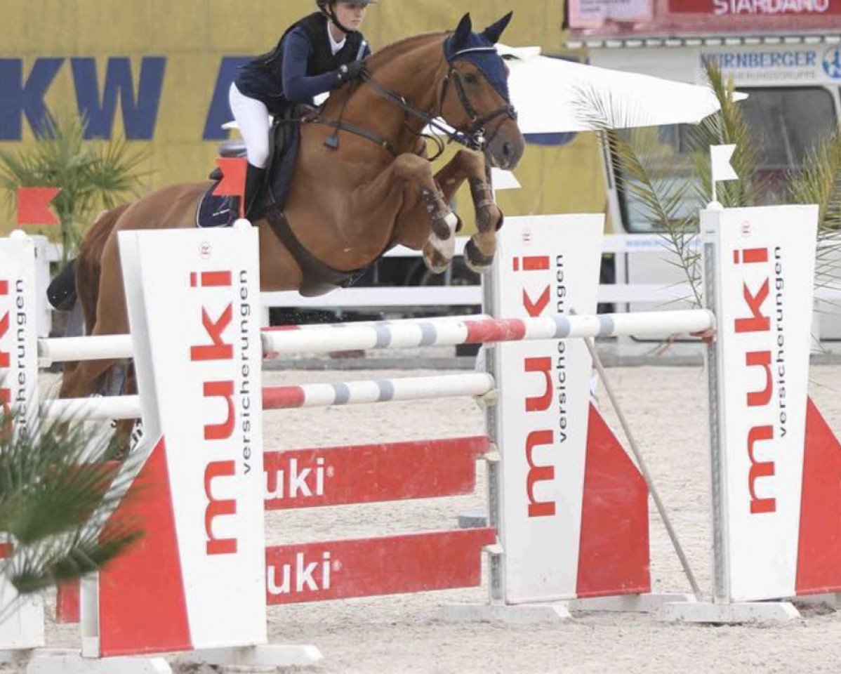 jumper Stardano (Hanoverian, 2003, from Stakkato)