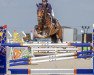 jumper Houraya 2 (KWPN (Royal Dutch Sporthorse), 2012, from Zambesi TN)