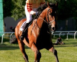 horse Ivory Crown xx (Thoroughbred, 1998, from Gold and Ivory xx)