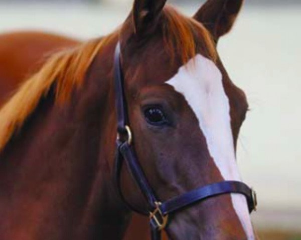 Springpferd King Junior (Irish Sport Horse, 2016, von Quidam Junior)