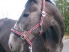 dressage horse Hija de la Luna (Oldenburg, 2008, from Samarant)