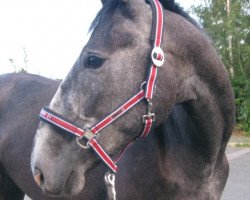 dressage horse Hija de la Luna (Oldenburg, 2008, from Samarant)