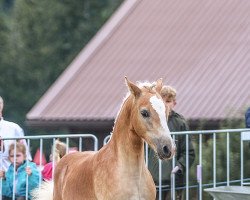 Pferd Frühlingsfeuer (Haflinger, 2022, von liz. 280/T Wolfgang)