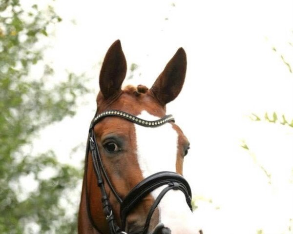 broodmare La Plume (Hanoverian, 2008, from Locksley II)