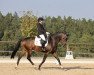 dressage horse Finn Von Worrenberg (Hanoverian, 2016, from Fürst Romancier)