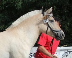 broodmare Lora (Fjord Horse, 2018, from Golf Gudenå)