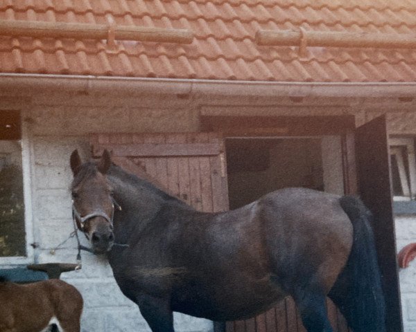 broodmare Florette (Welsh-Cob (Sek. D), 1984, from Menai Welsh Patriot)