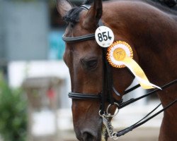 dressage horse Lord Lancer 7 (Westphalian, 2003, from Lancer III)