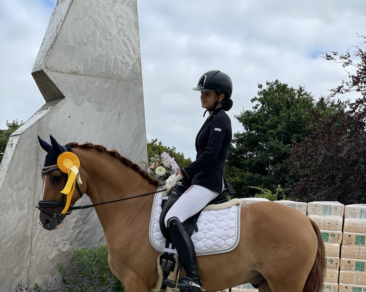 Dressurpferd Dancing Star 15 (Deutsches Reitpony, 2017, von Dance Star AT NRW)