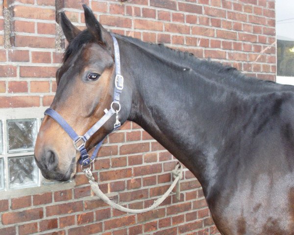 dressage horse Ristretto 2 (Westphalian, 2006, from Rockford)