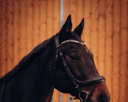 Pferd Lord Loxley (Trakehner, 2007, von Cornus)