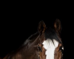 jumper Jocontur (Polish Warmblood, 2008, from Comandor)